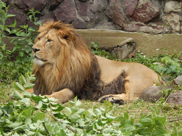 Александр Токмаков