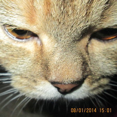 Кирилланя Гончаровы