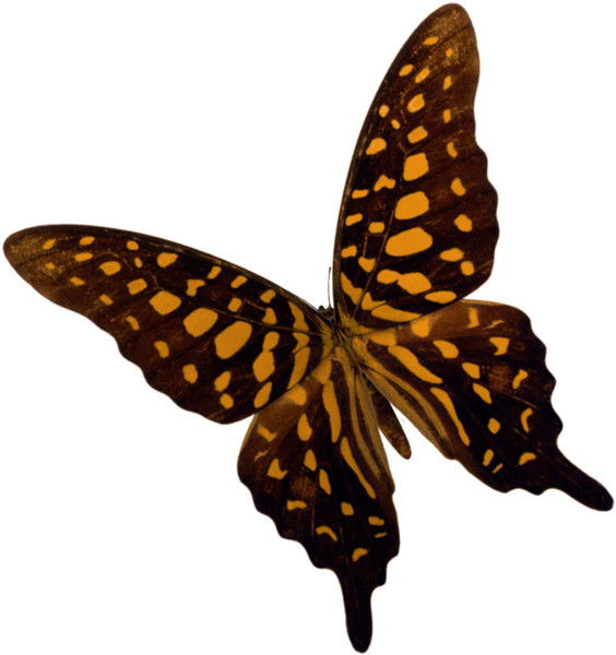 Наташа Токарь