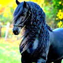 Goule De Chevaux