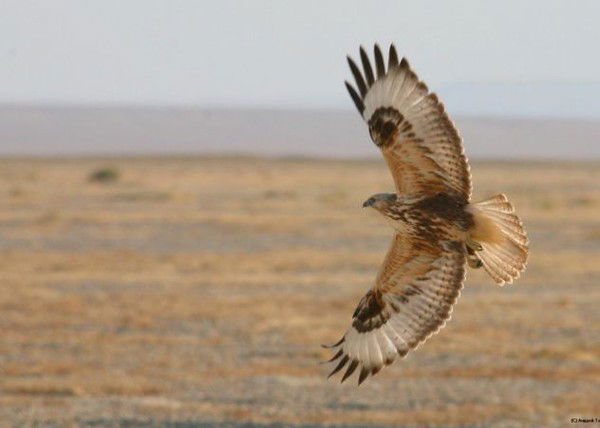 Гульнара Мухамеджанова