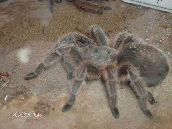 Олег Залесский