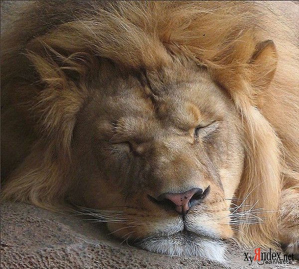 Кирилл Воронин