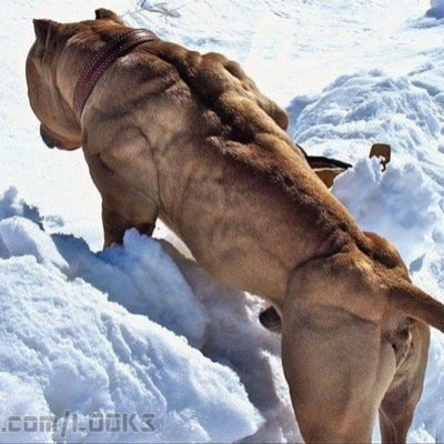 Ефим Ожерельев