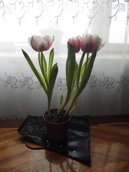 Сергей Рузанов