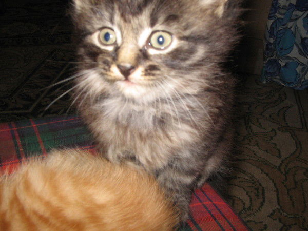 Мина Токтобаева