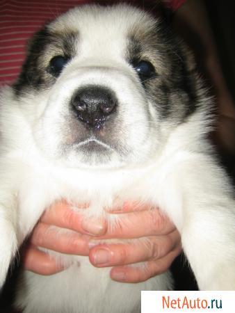 Батя Маменов