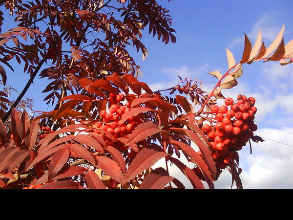 Татьяна Пестова