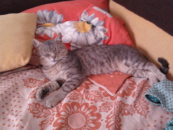 Елена Птушко