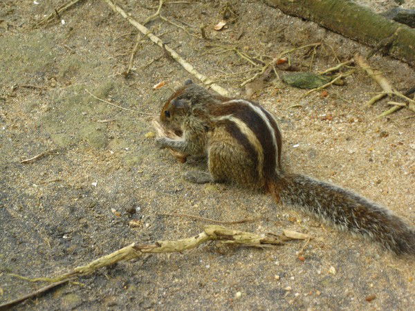 Антон Лашев