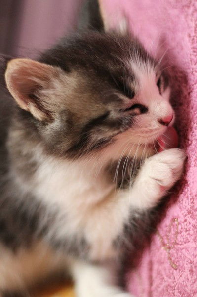 Лина Редька