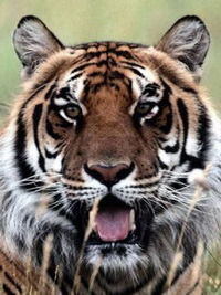 Сергей Моисеев