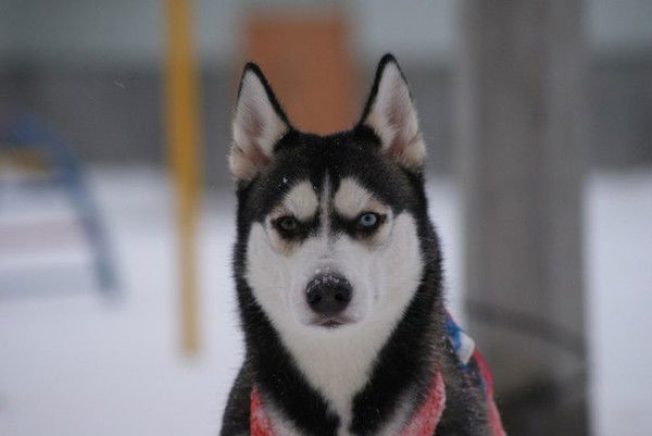 Алексей Высоцкий