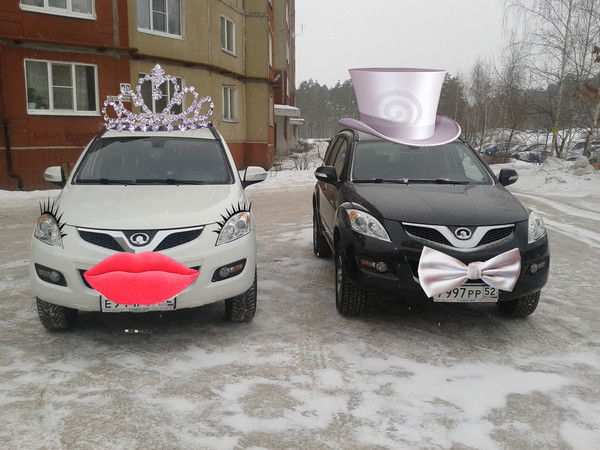 Чайка Чайка