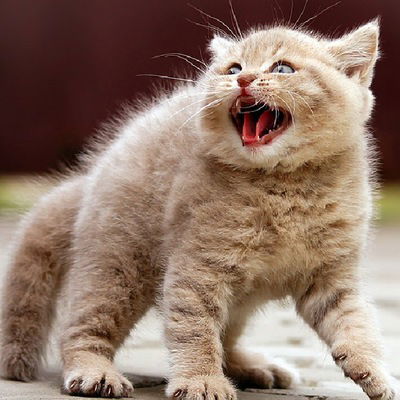 Денчик Понкратов