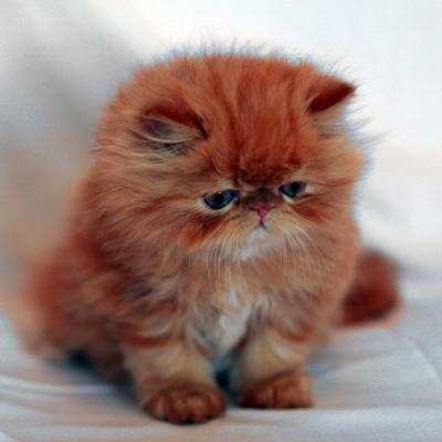 Владимир Антонов