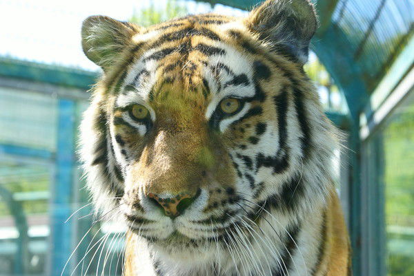 Алексей Костин