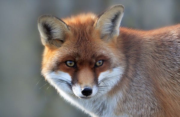 Никита Зубков