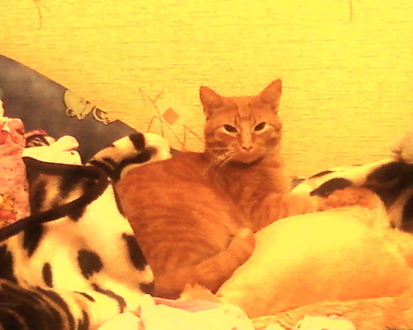 Александр Павлов