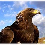 Владимир Лактионов