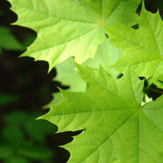 Мераби Бжалава