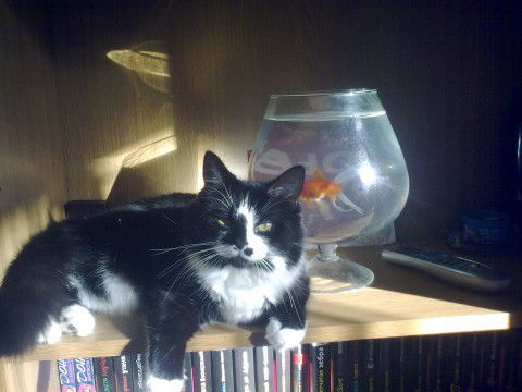 Михаил Копыстко