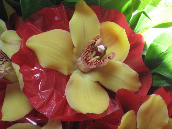 Инна Тюлькина