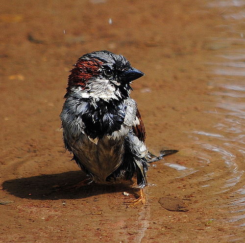 Неизвестно Неизвестно