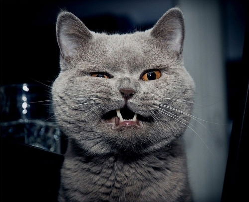 Ольга Хворова