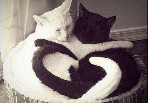 Дарья Чагочкина