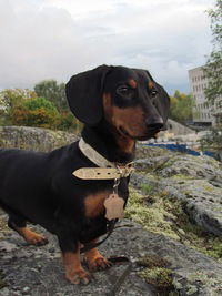 Арина Адулова