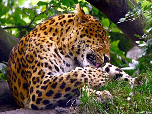 Олеся Головкевич