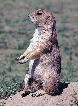 Суслик Инквизитор