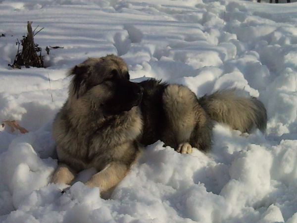 Светлана Котерюшина