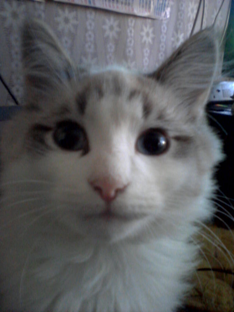 Лапа Лаповна