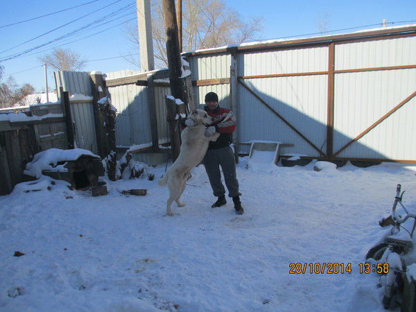 Иван Доброскокин