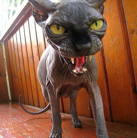 Воха Ерохин