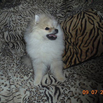 Светлана Макарова