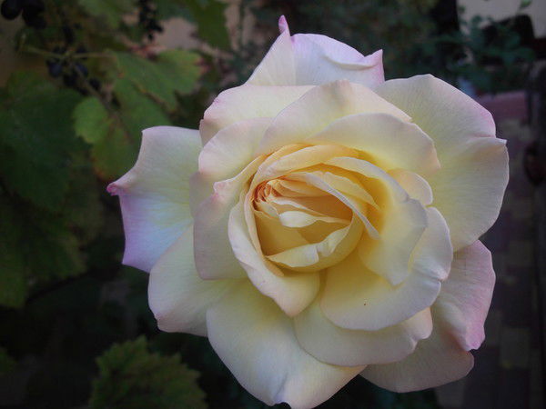 Оксана (Иванова)Д