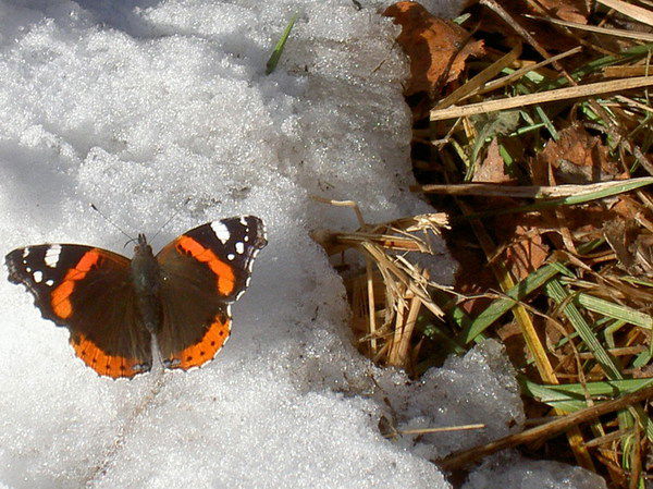 Анна Винтизенко