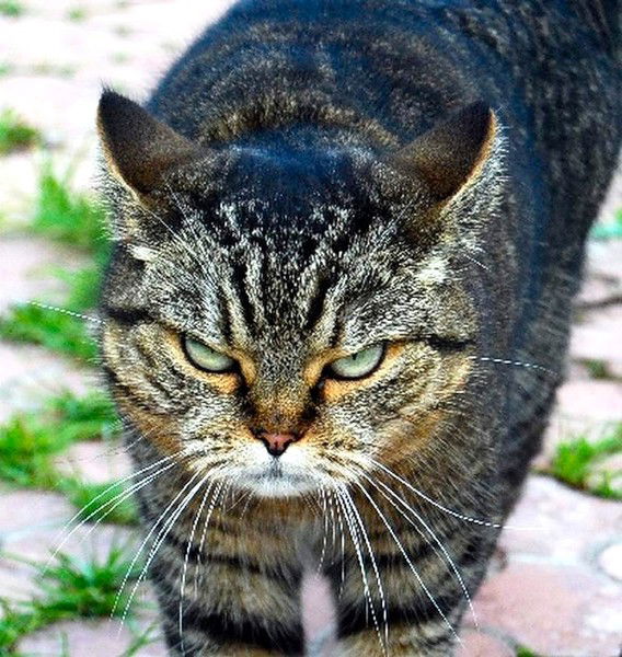 Кот Котович