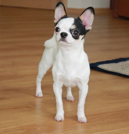 Елена Waudog.ru Петрова