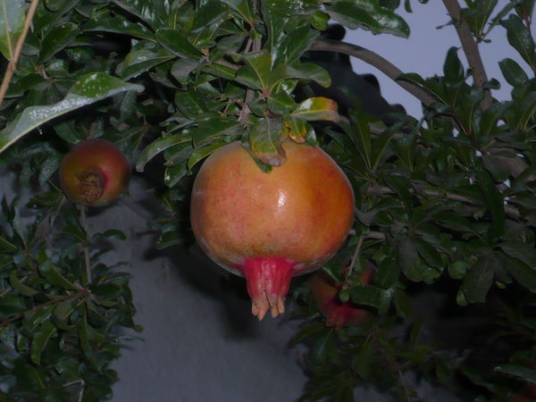 Елена Джурабаева