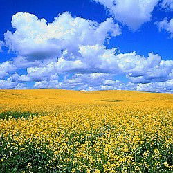 Наташа Клондайк 67