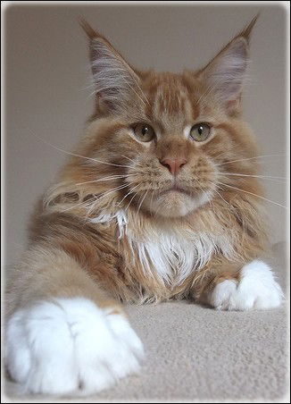 Artcoon Maine Coons Cattery