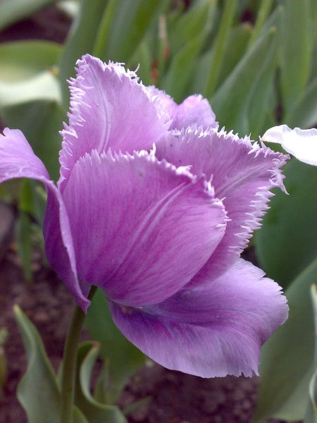 Владимир Каплун