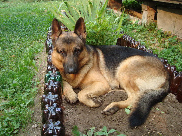 Алексей Ким