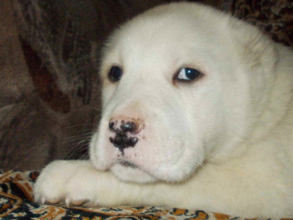 Светлана Шейкина