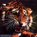 Денис Гончаров