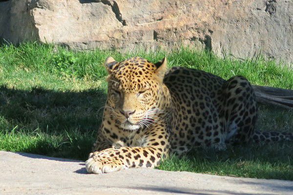 Анна Дзюбенко